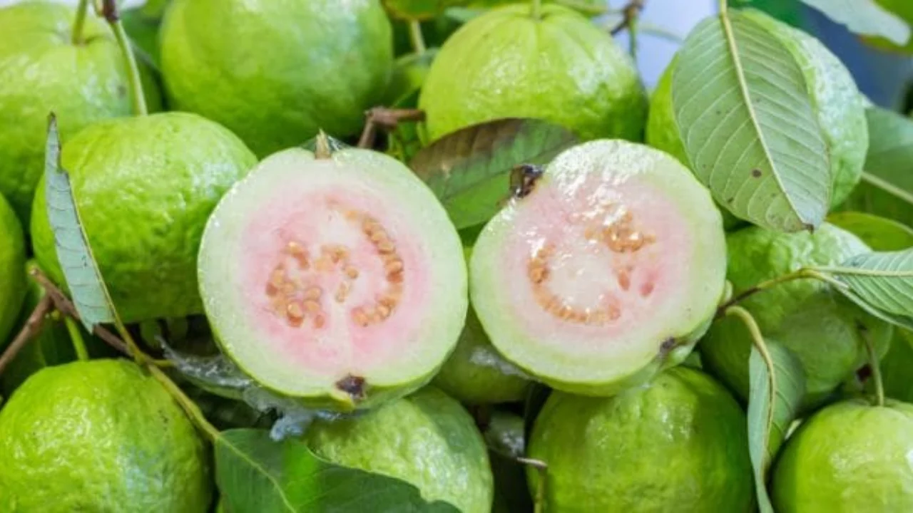 wellhealthorganic.com:5-amazing-health-benefits-of-guava